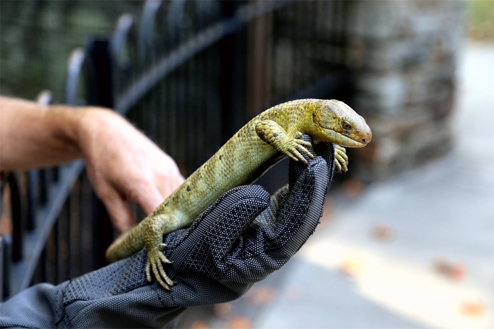 Prehensile-tailed Skink