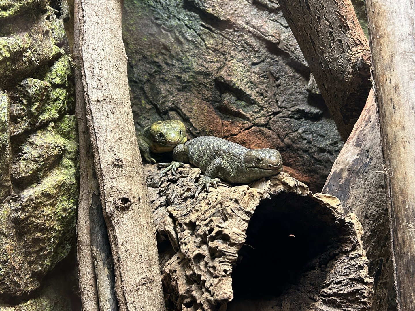 Prehensile-tailed Skink