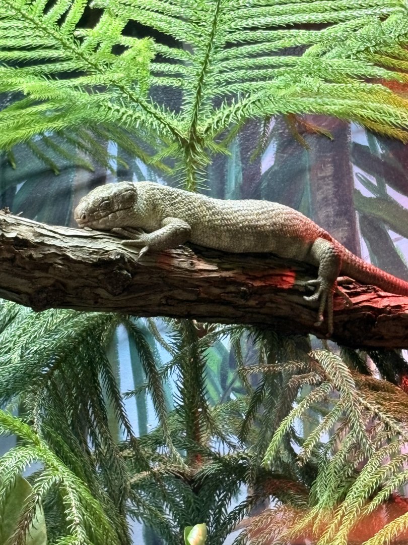 Prehensile-tailed Skink