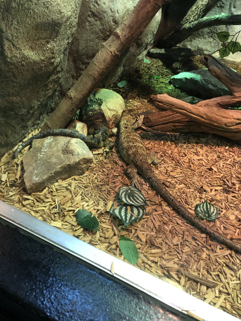 Prehensile-Tailed Skinks