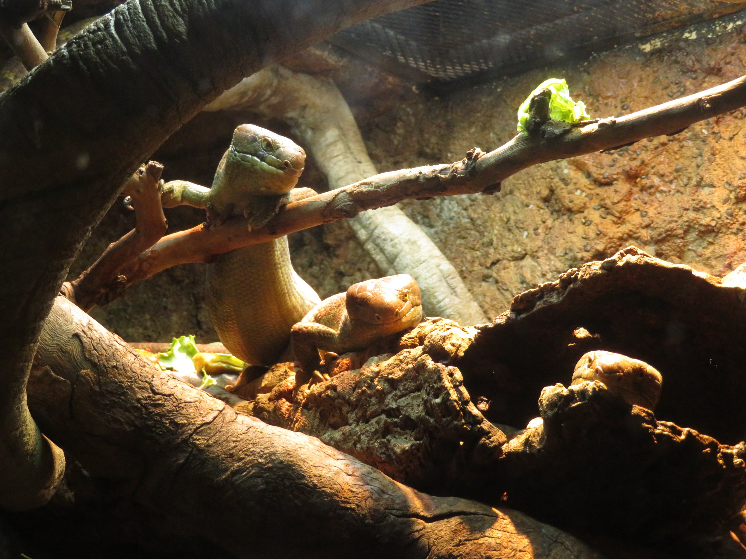 Prehensile-tailed Skinks