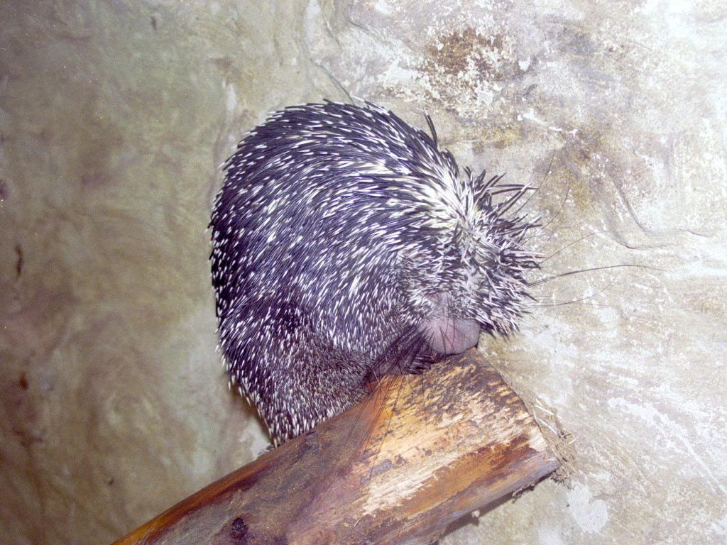 Prehensile-tailed Tree Porcupine at Amazon World 28/05/2005