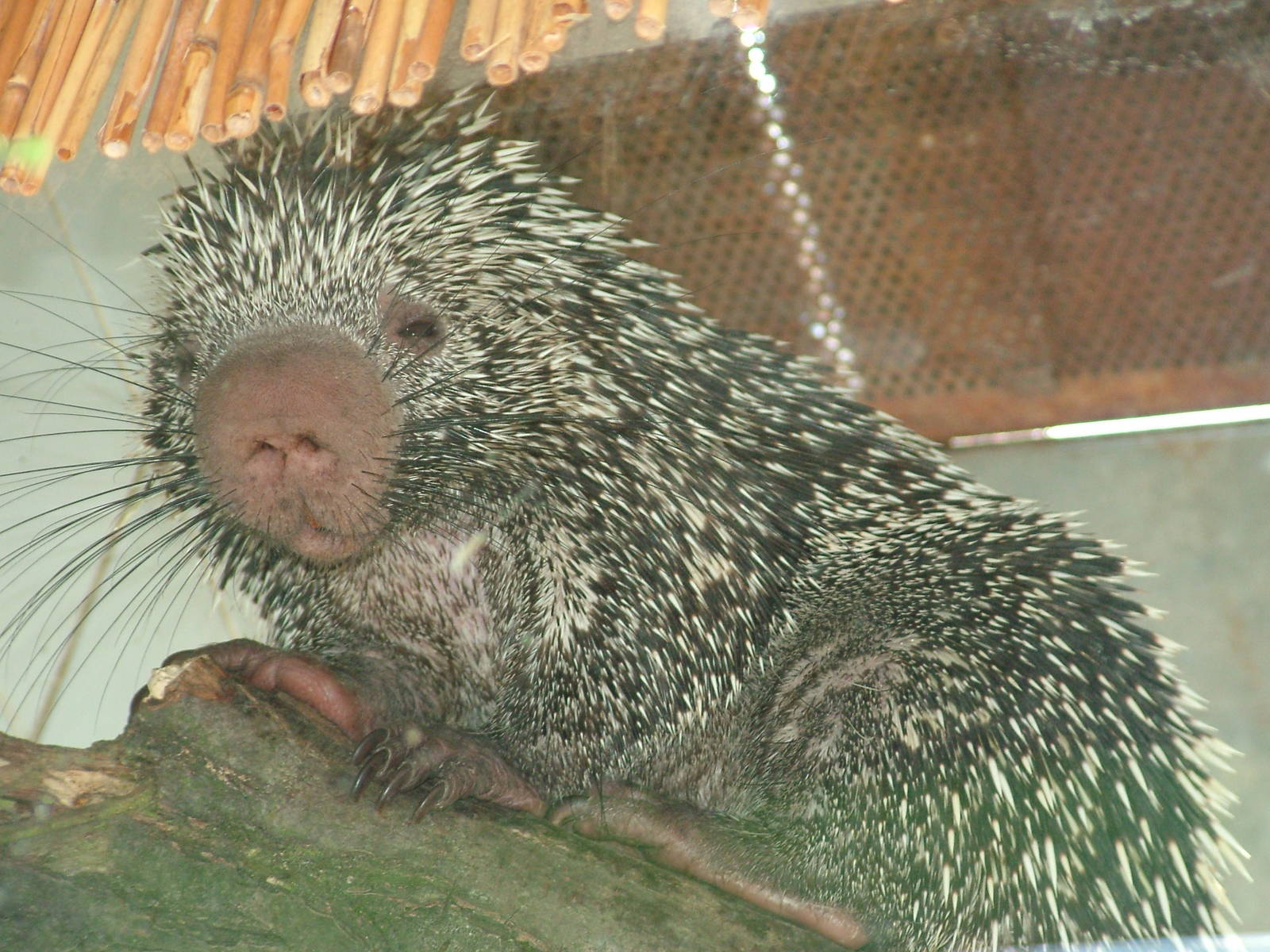 Prehensile-tailed Tree Porcupine at Zlin, 28/05/10