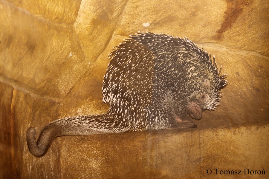 Prehensile-tailed Tree Porcupine (Coendou prehensilis).