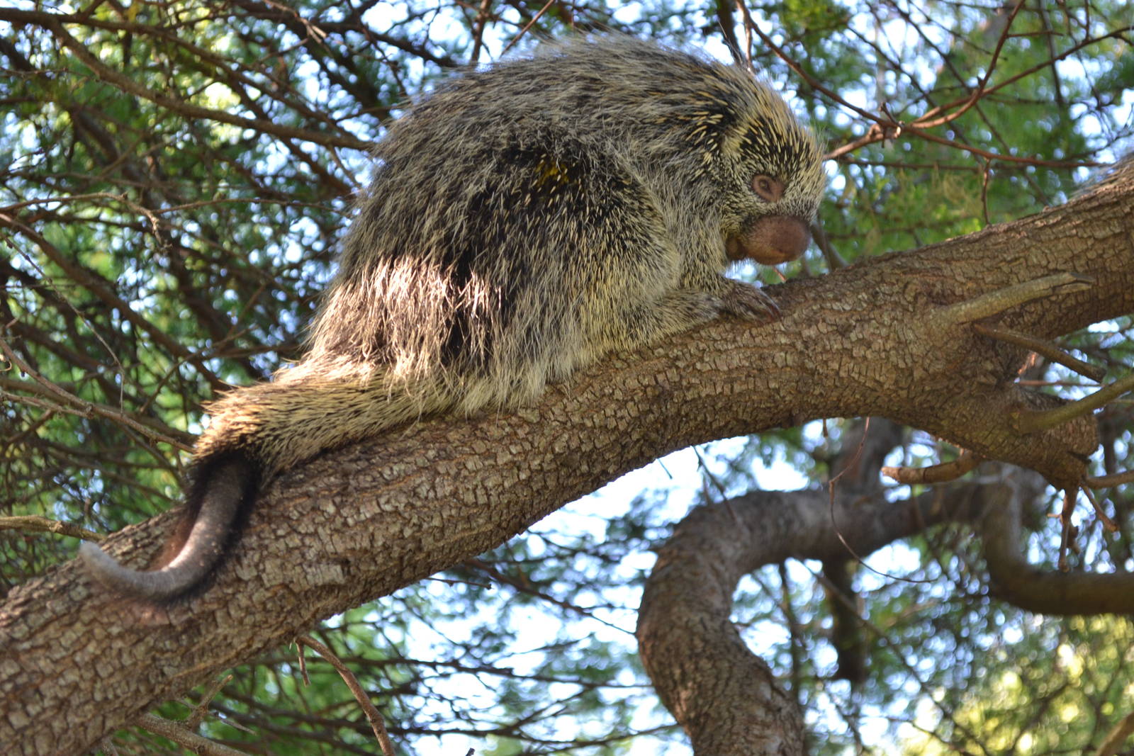 Prehensile-tailed Tree Porcupine (Sphiggurus spinosus)