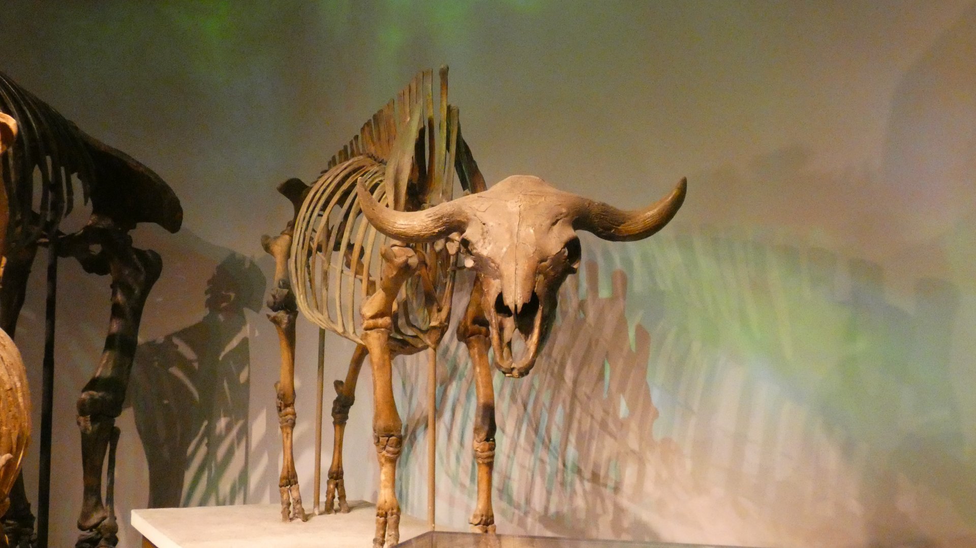 Prehistoric Bison, Mammals of the Ice Age, Evolving Planet - Feb. 2022