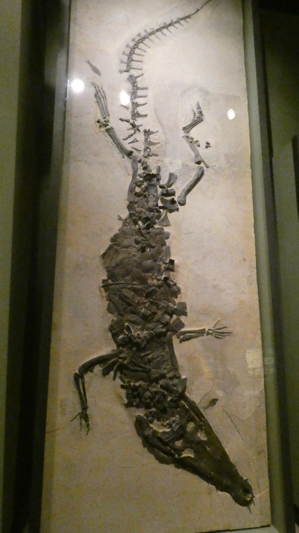 Prehistoric Crocodilian Display, Evolving Planet - Feb. 2022