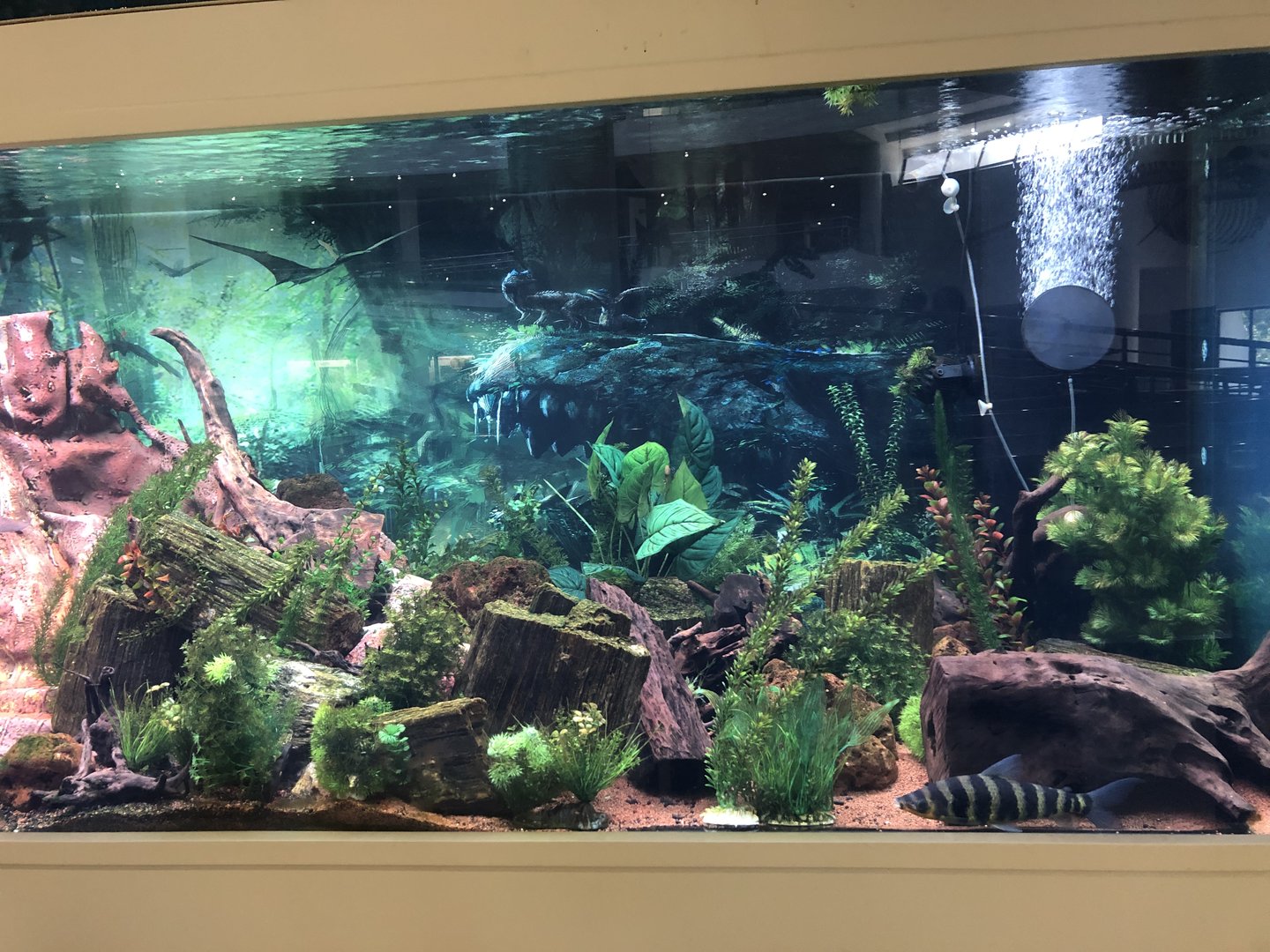 “Prehistoric fish” tank at the MTA Natural History Museum