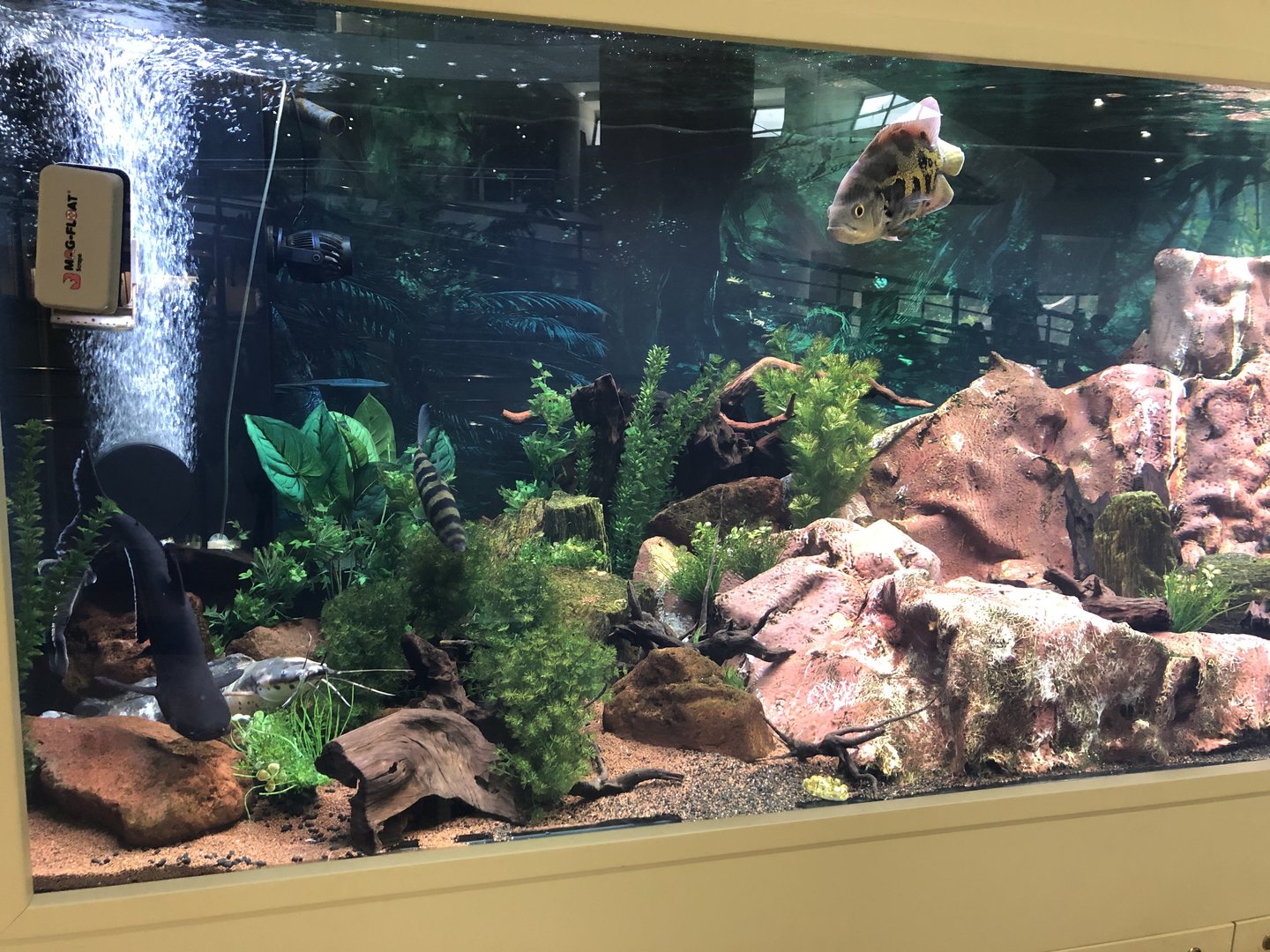 “Prehistoric fish” tank at the MTA Natural History Museum