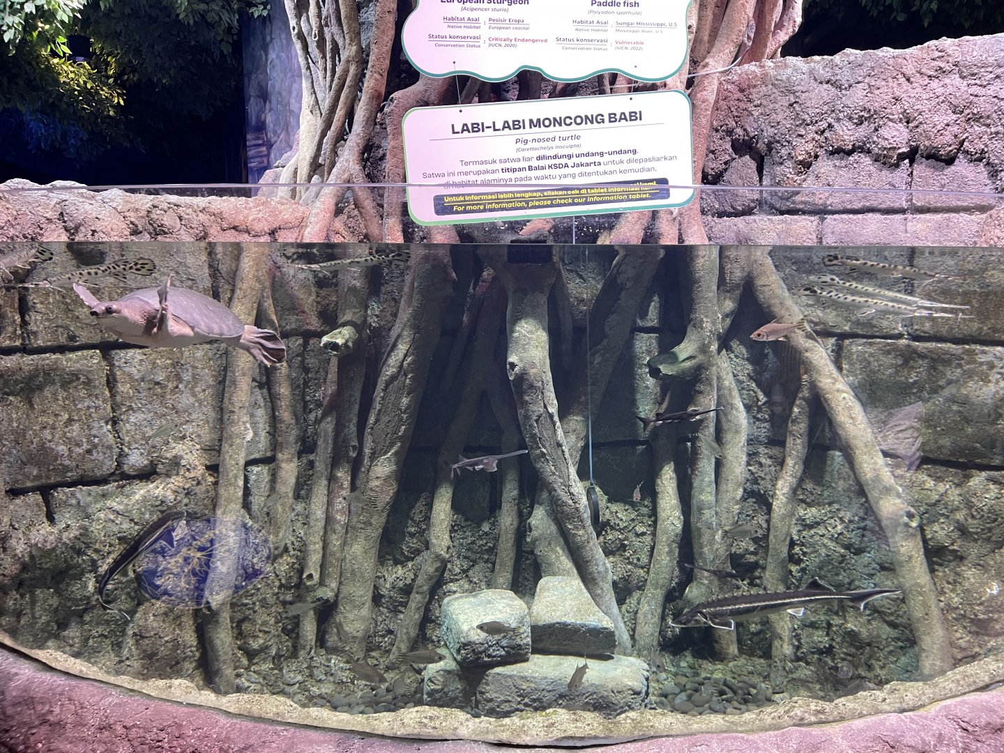 prehistoric fishes exhibit - BX Sea