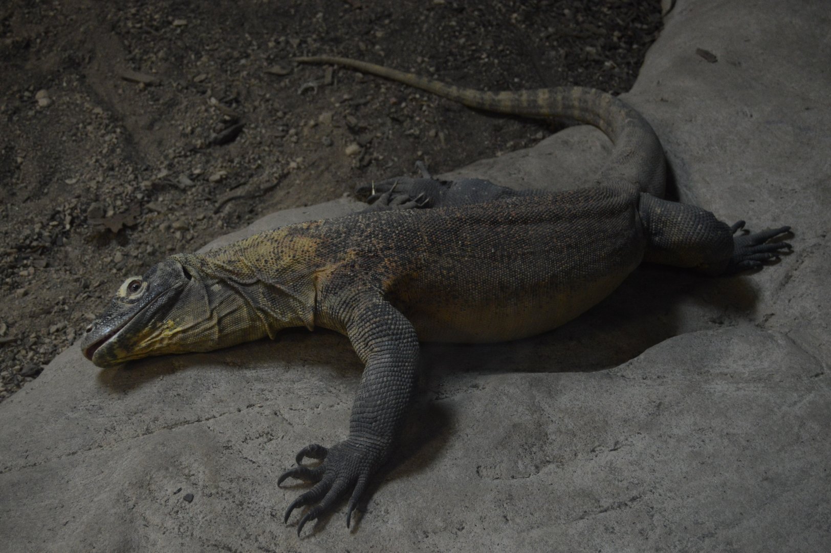 Prehistoric Passage - Hannibal the Komodo Dragon (Varanus komodoensis)