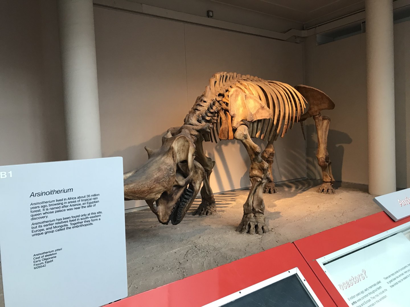 Prehistoric rhino skeleton