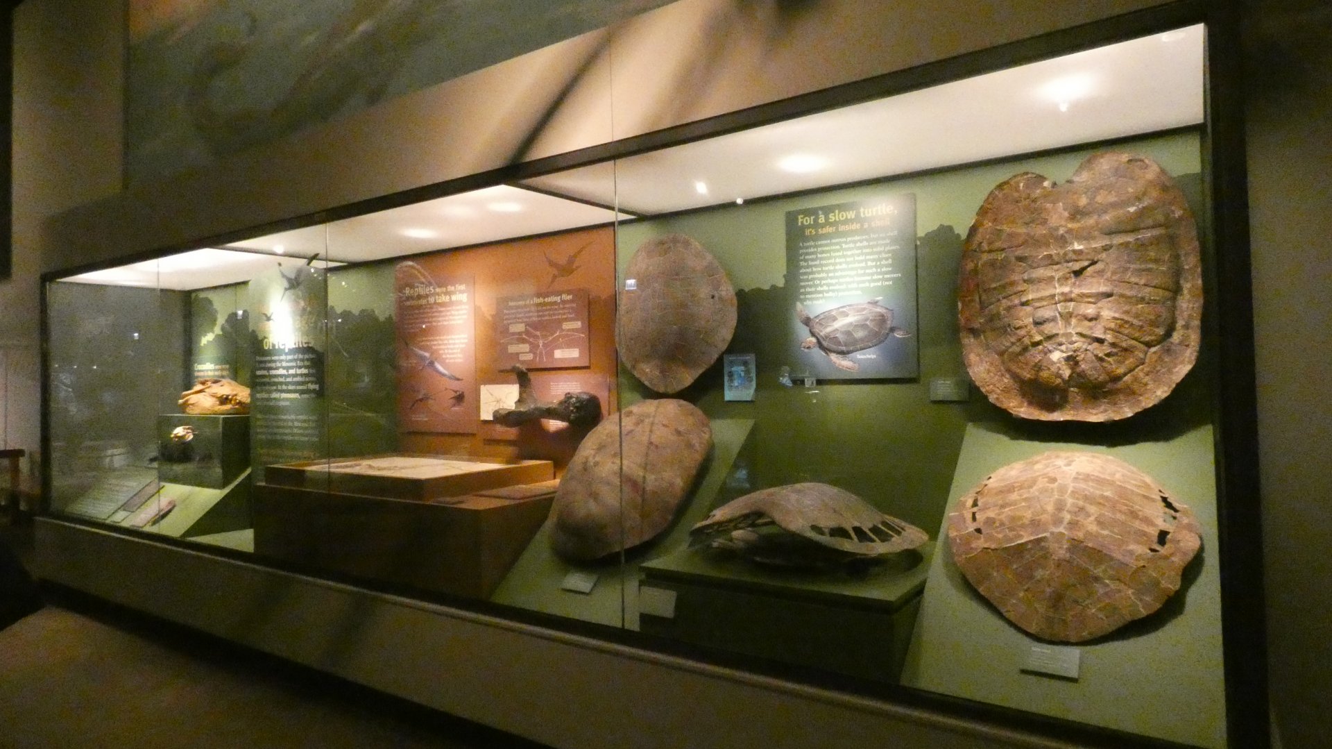 Prehistoric Turtle Shells, Aquatic Life of the Mesozoic, Evolving Planet - Feb. 2022
