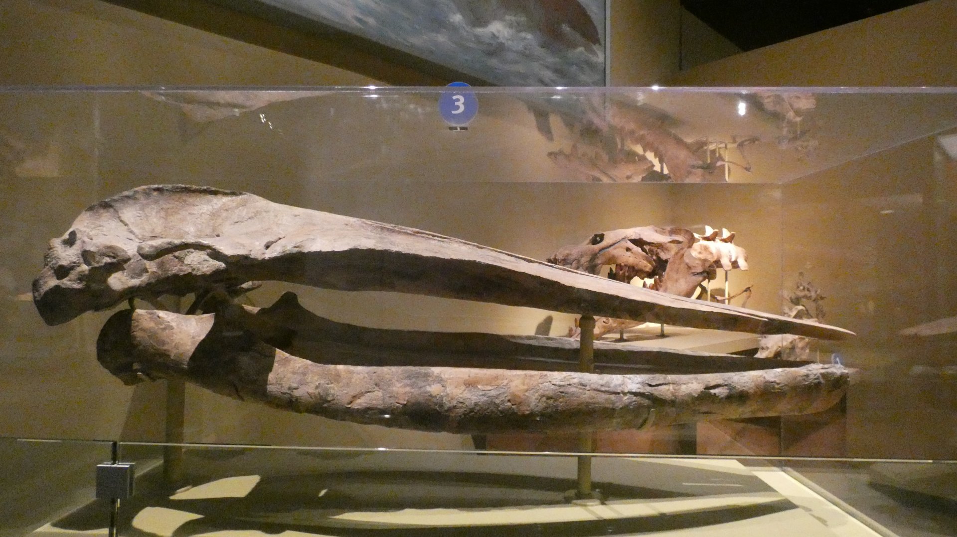 Prehistoric Whale Skull, Evolving Planet - Feb. 2022