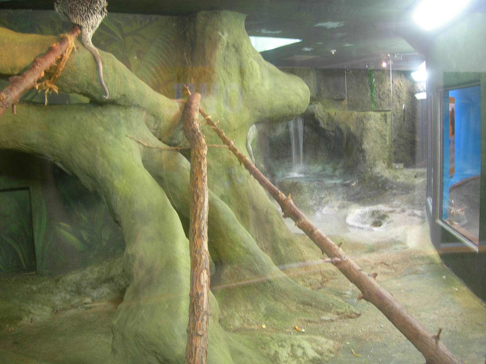 Prenensile-tailed Porcupine,Brazilian Agouti and Baker's spiny-tailed Iguan