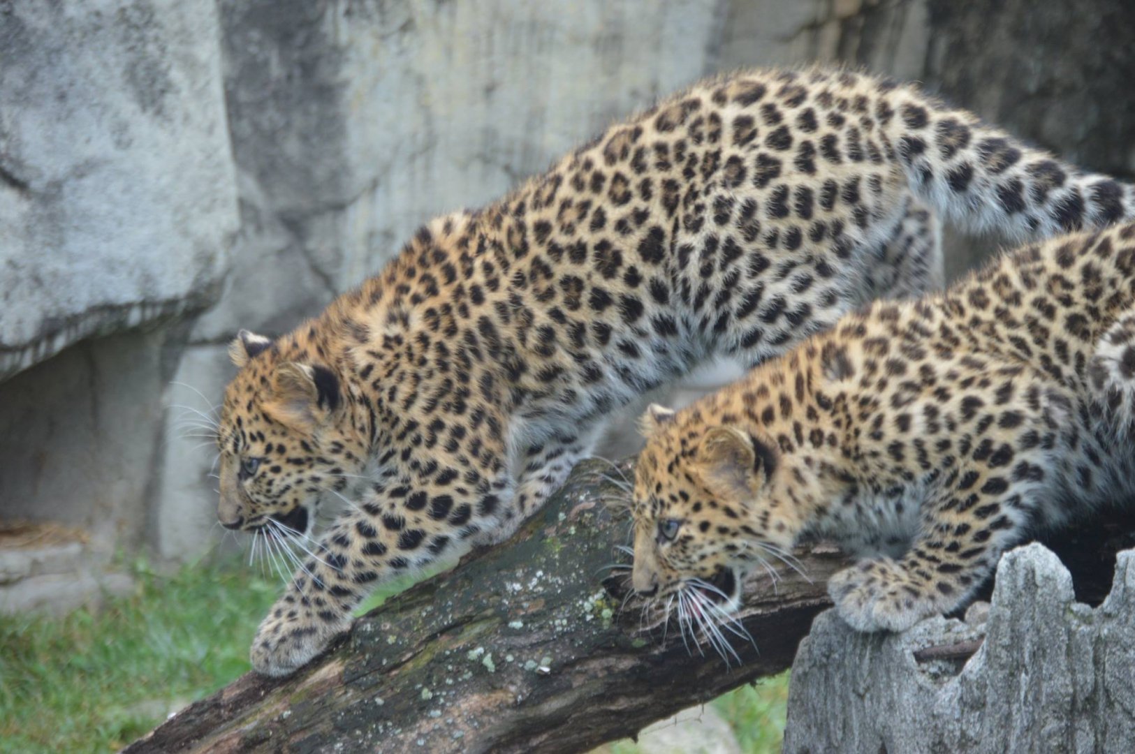 Prepare for trouble, and make it double (Panthera pardus orientalis)