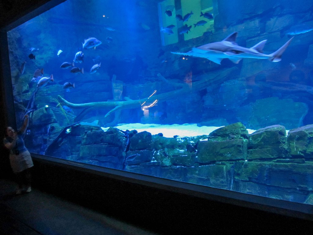 Presentation at the Freshwater Display tank