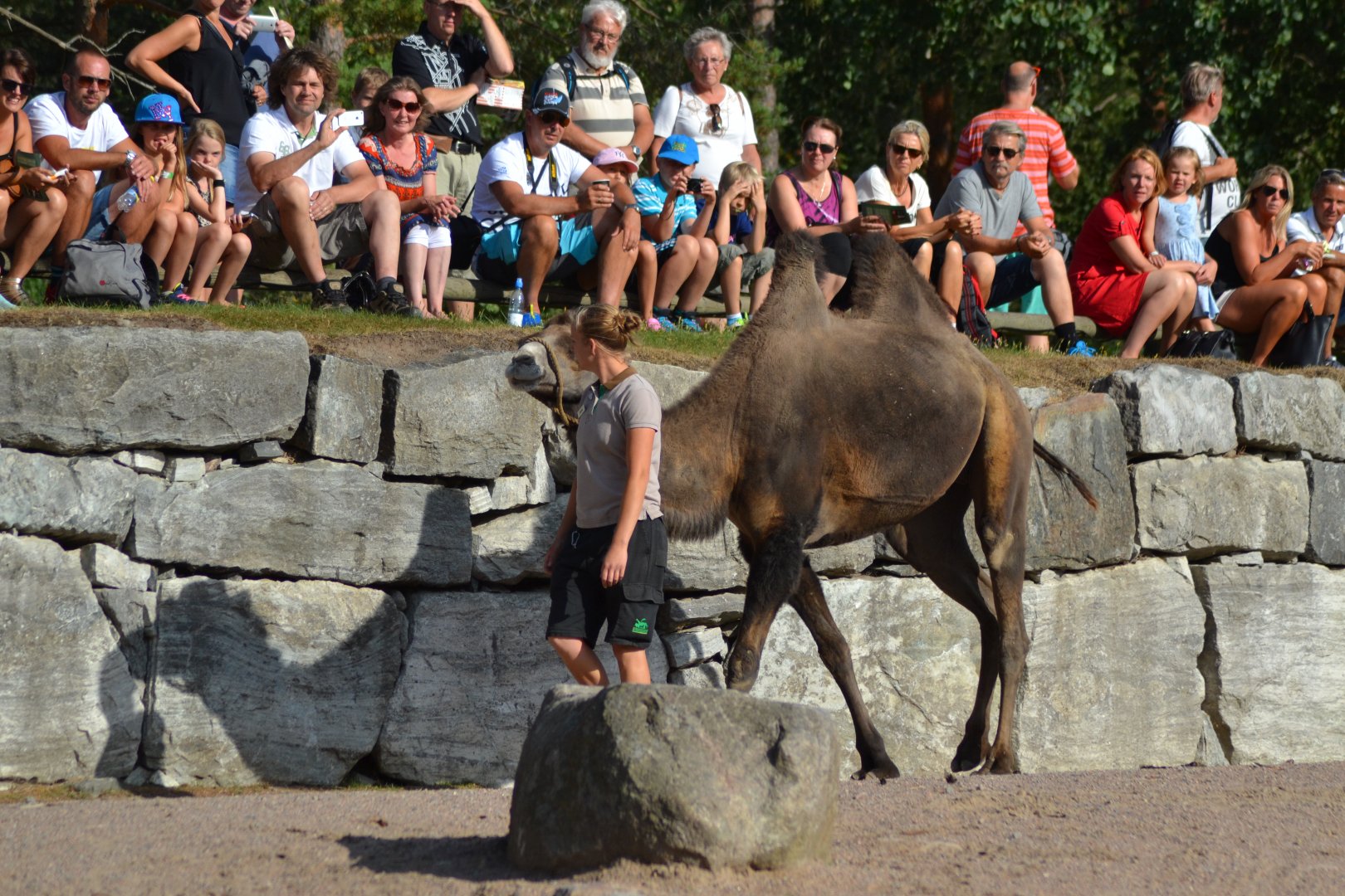 Presentation of desert animals at Kolmården - camel