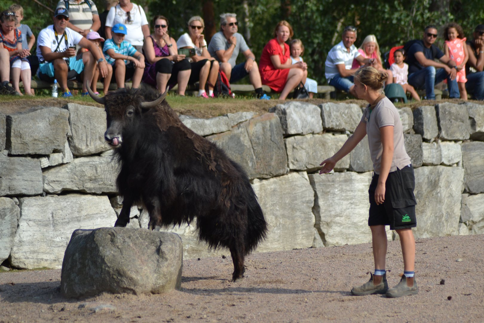 Presentation of desert animals at Kolmården - yak