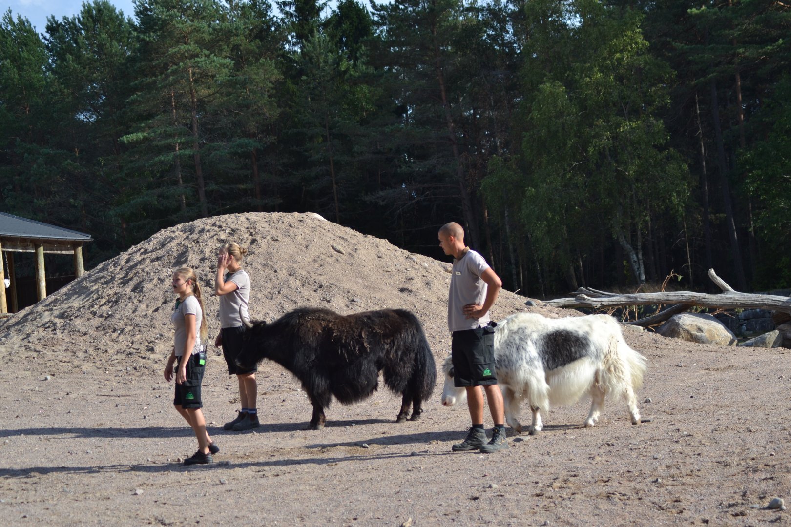 Presentation of desert animals at Kolmården