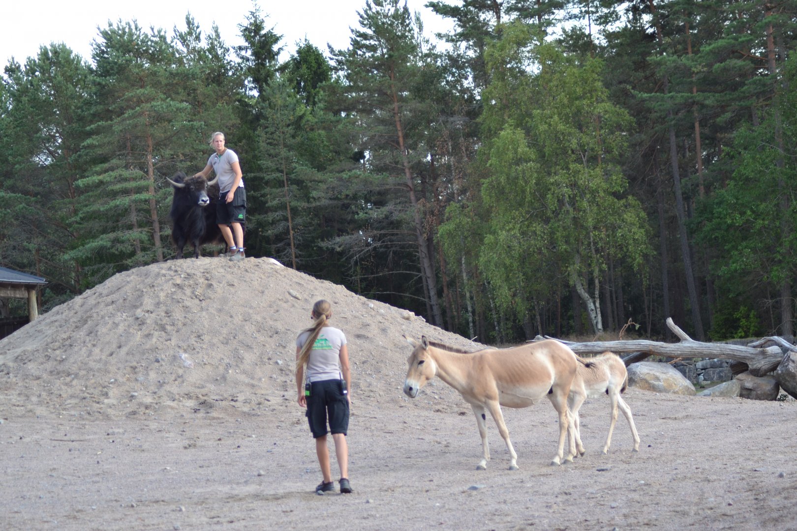 Presentation of desert animals at Kolmården