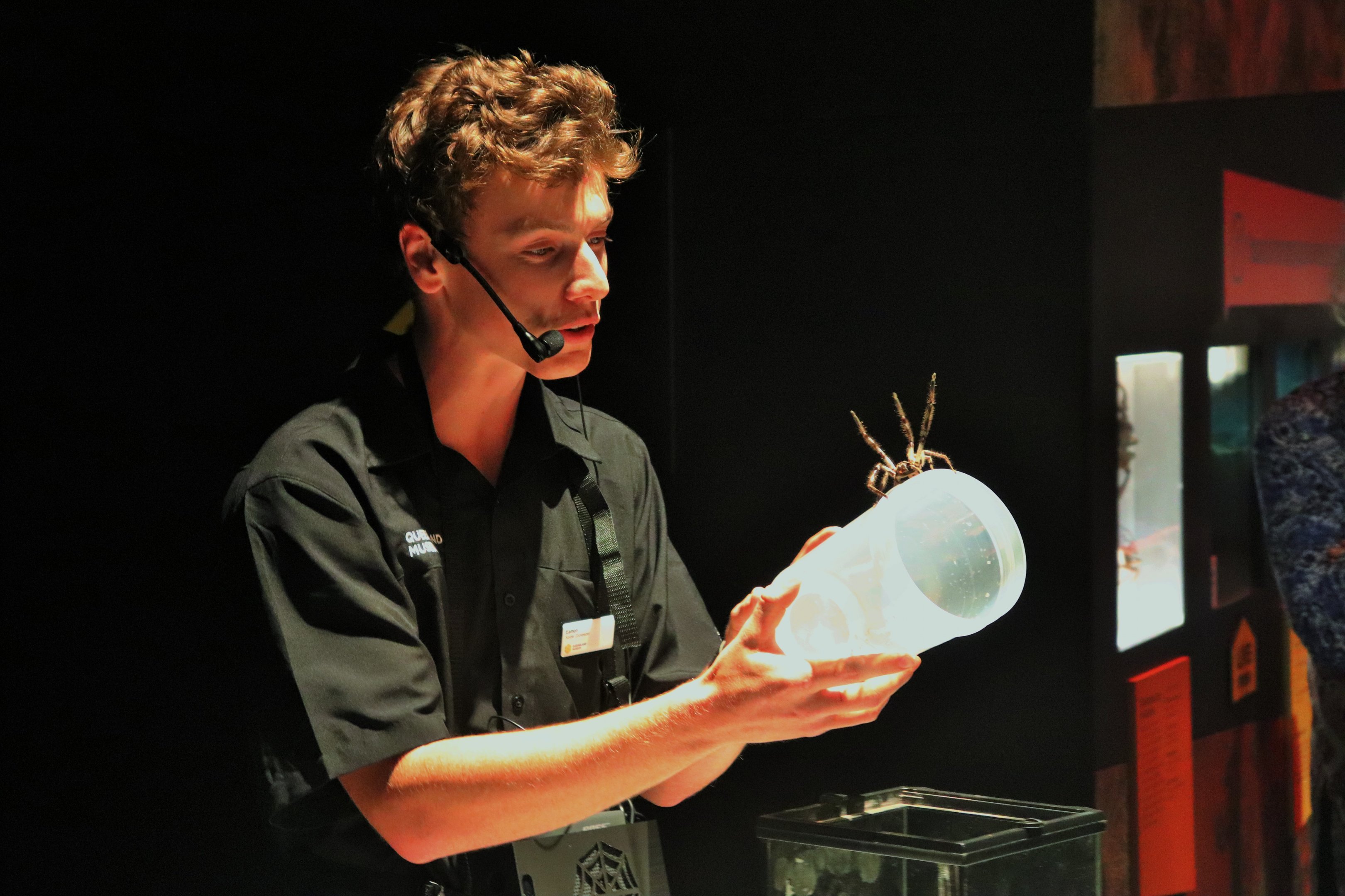 Presenter with Grey Huntsman Spider (Holconia immanis)