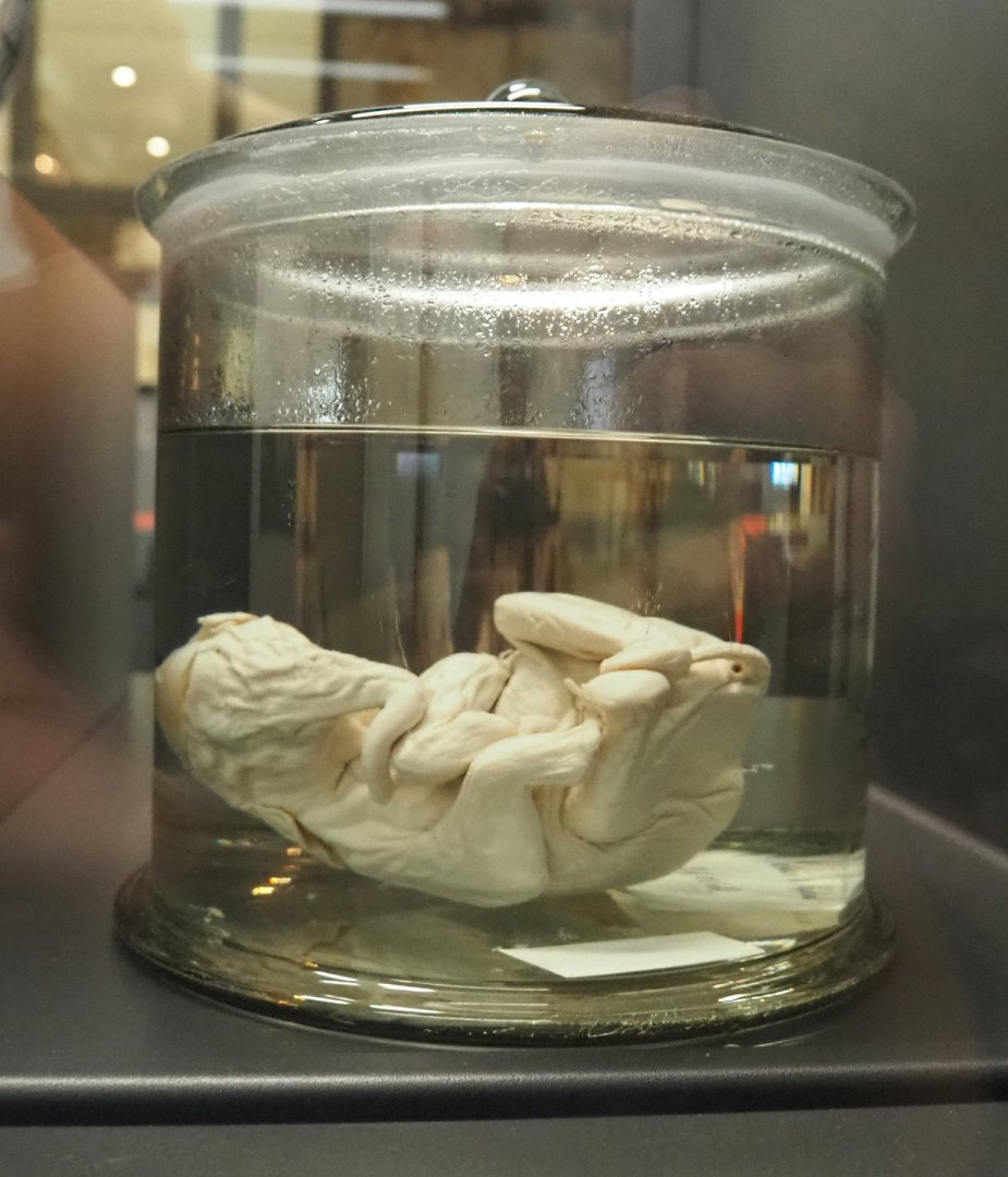 Preserved African forest elephant (Loxodonta cyclotis) fetus, 2021-10-20