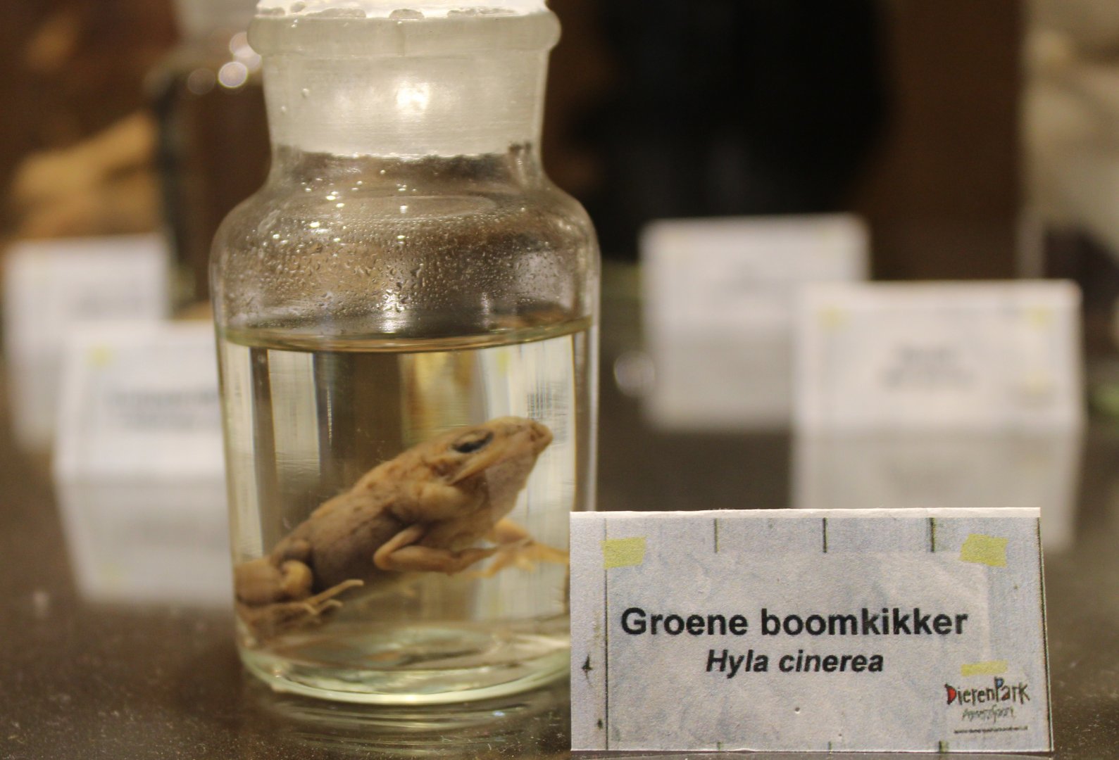 Preserved American green tree-frog