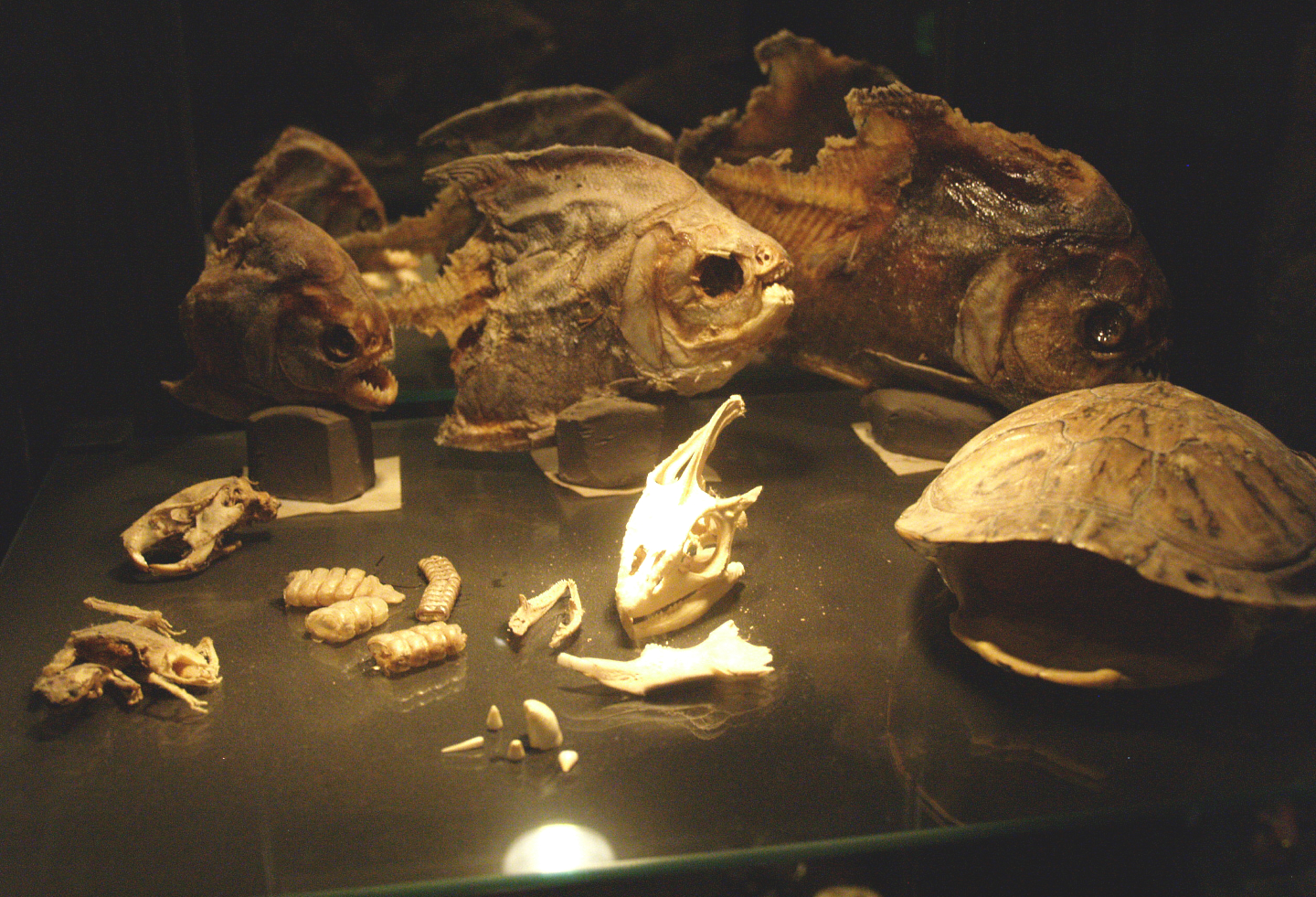 Preserved animal specimens, 2009-04-14