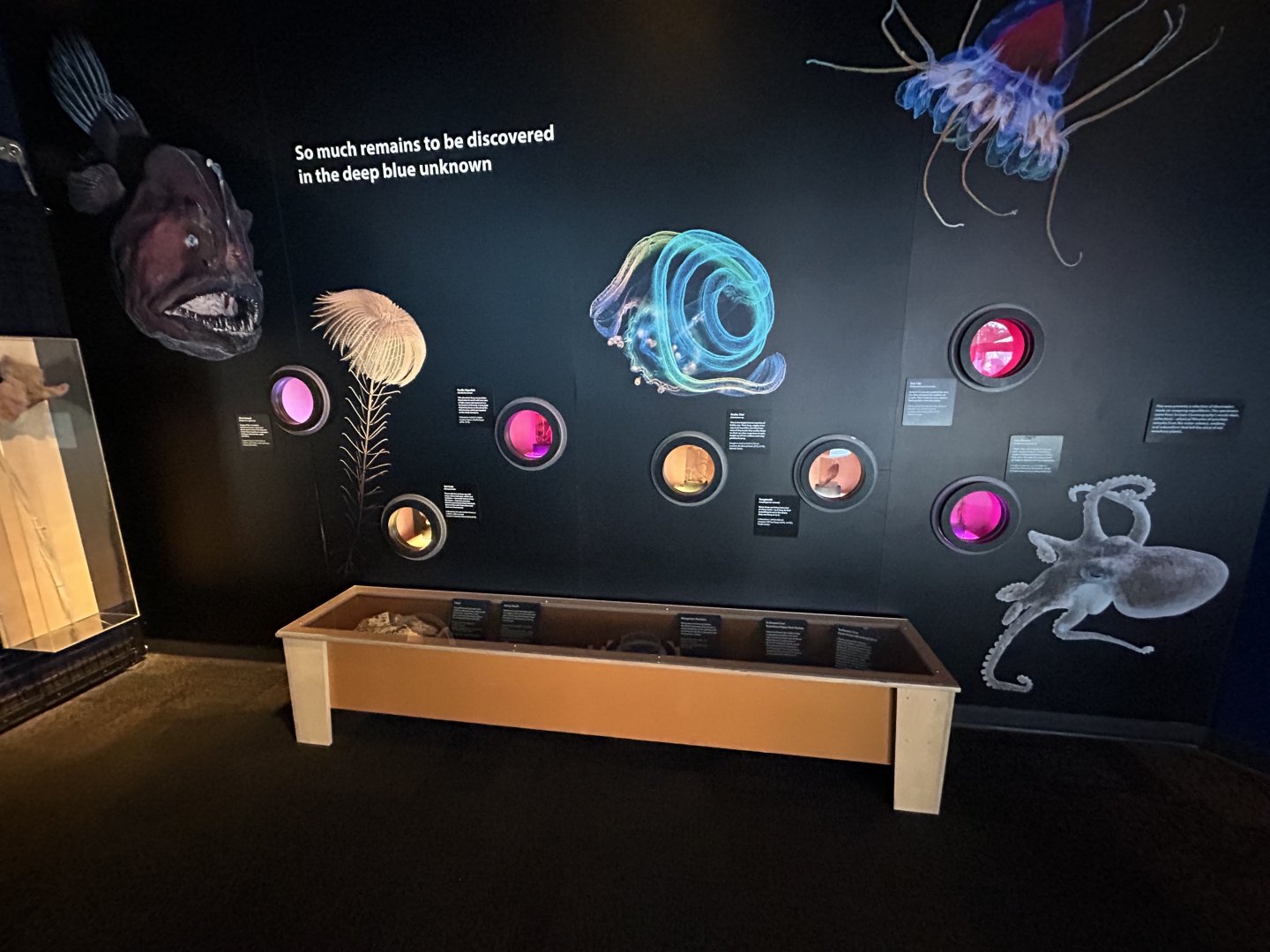 Preserved Deep Sea Specimens