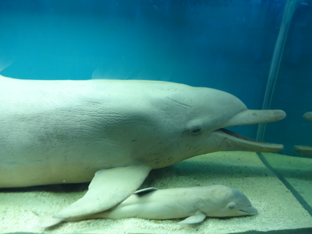 Preserved dolphins - Ubatuba aquarium (2014)
