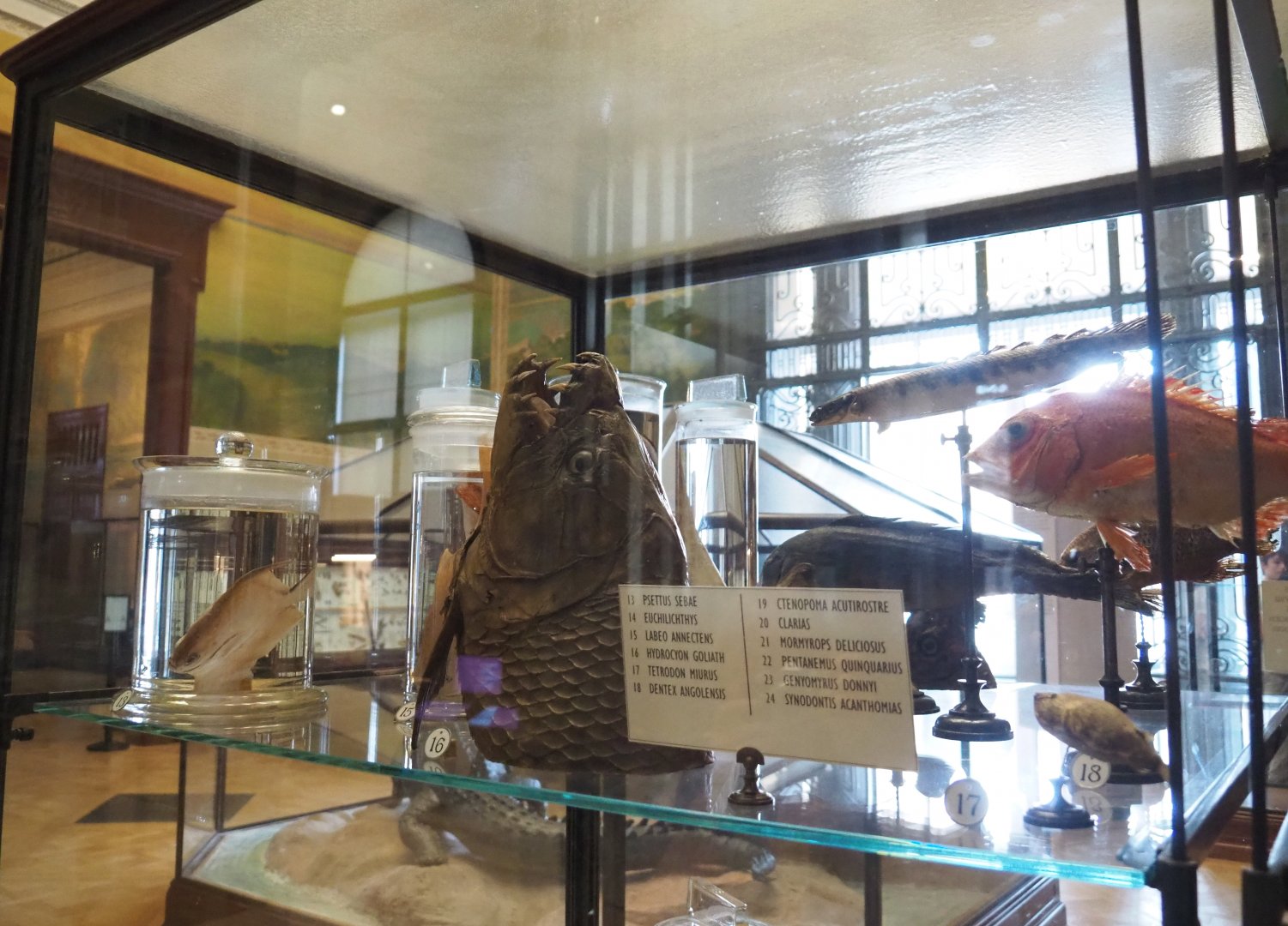 Preserved fish specimens, 2021-10-20