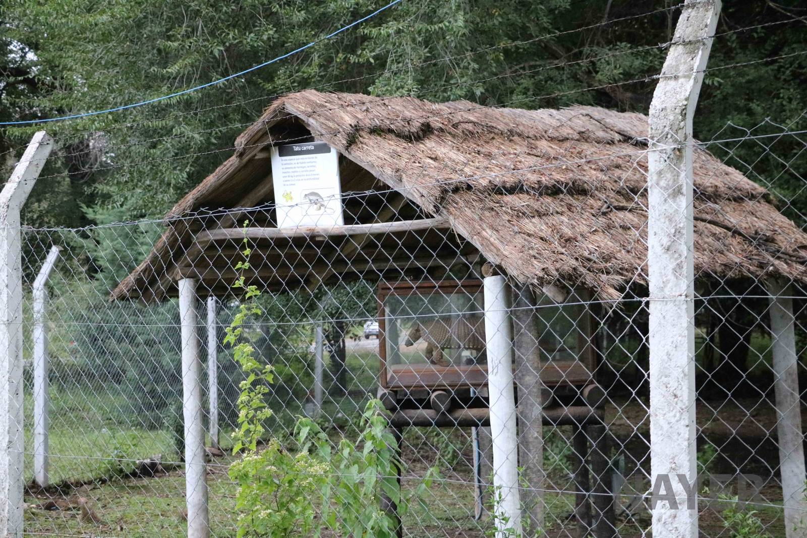 Preserved giant armadillo - Tatu Carreta, April 2016.