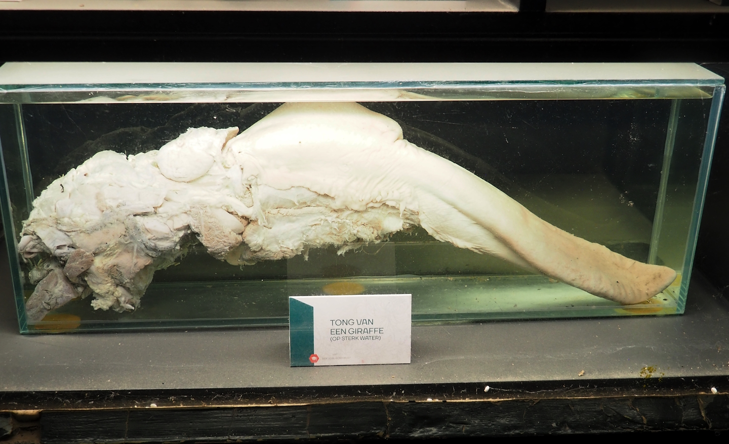 Preserved giraffe tongue, 2023-08-17