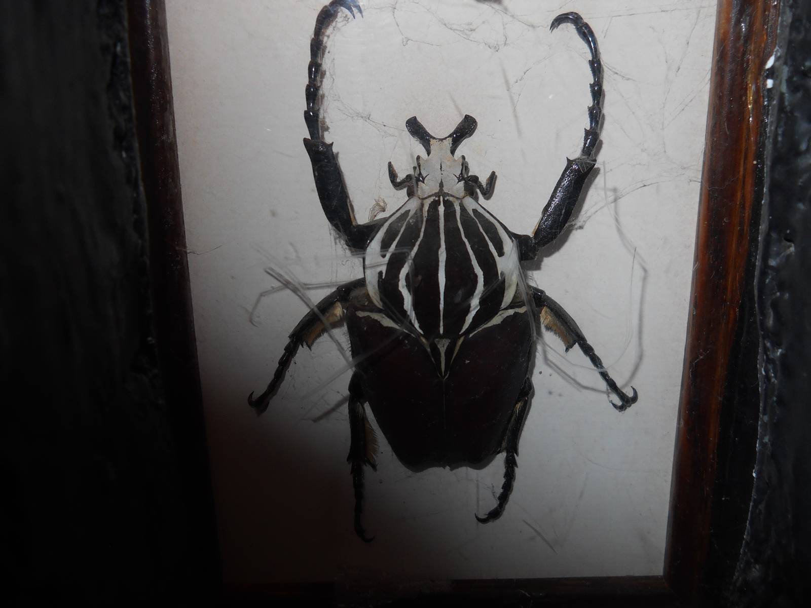 Preserved Goliath beetle in EWWWW! exhibit