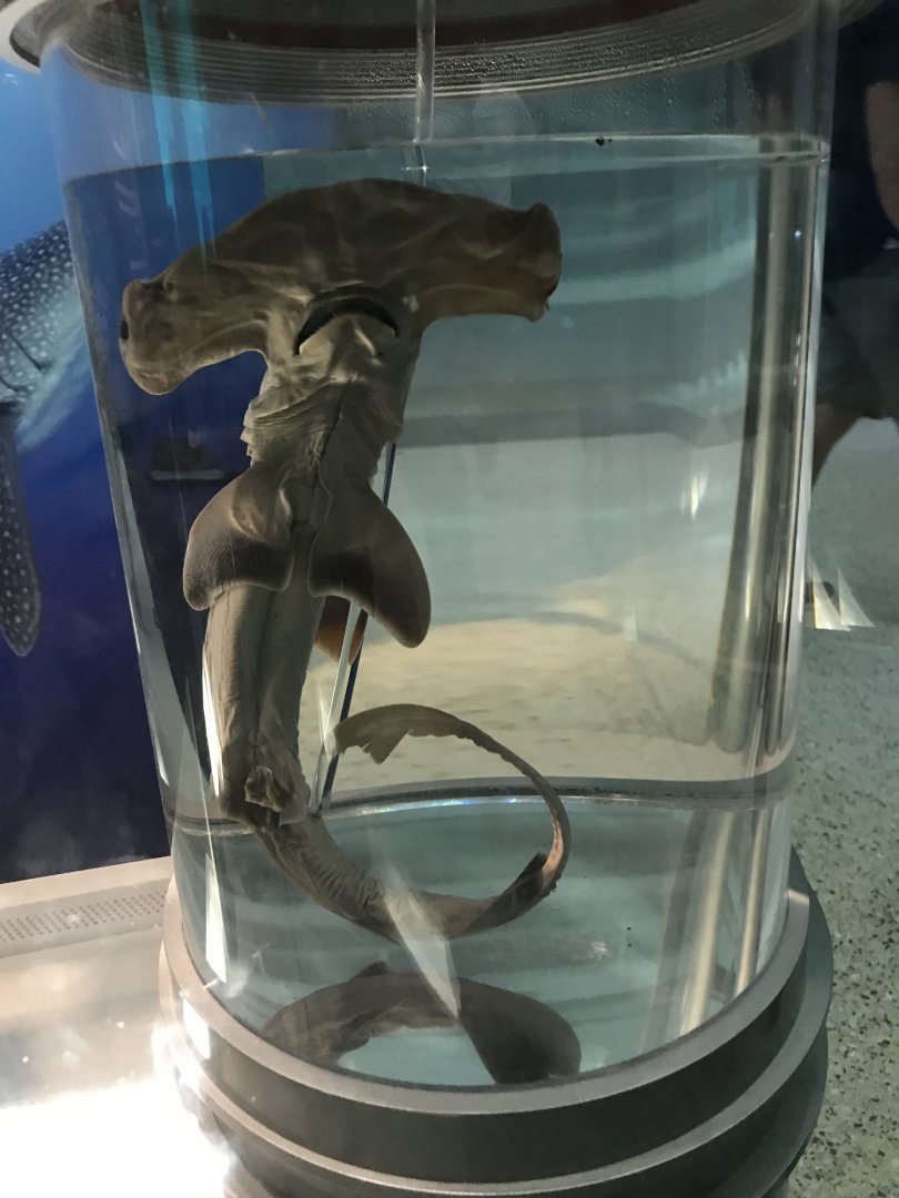 Preserved Hammerhead Shark