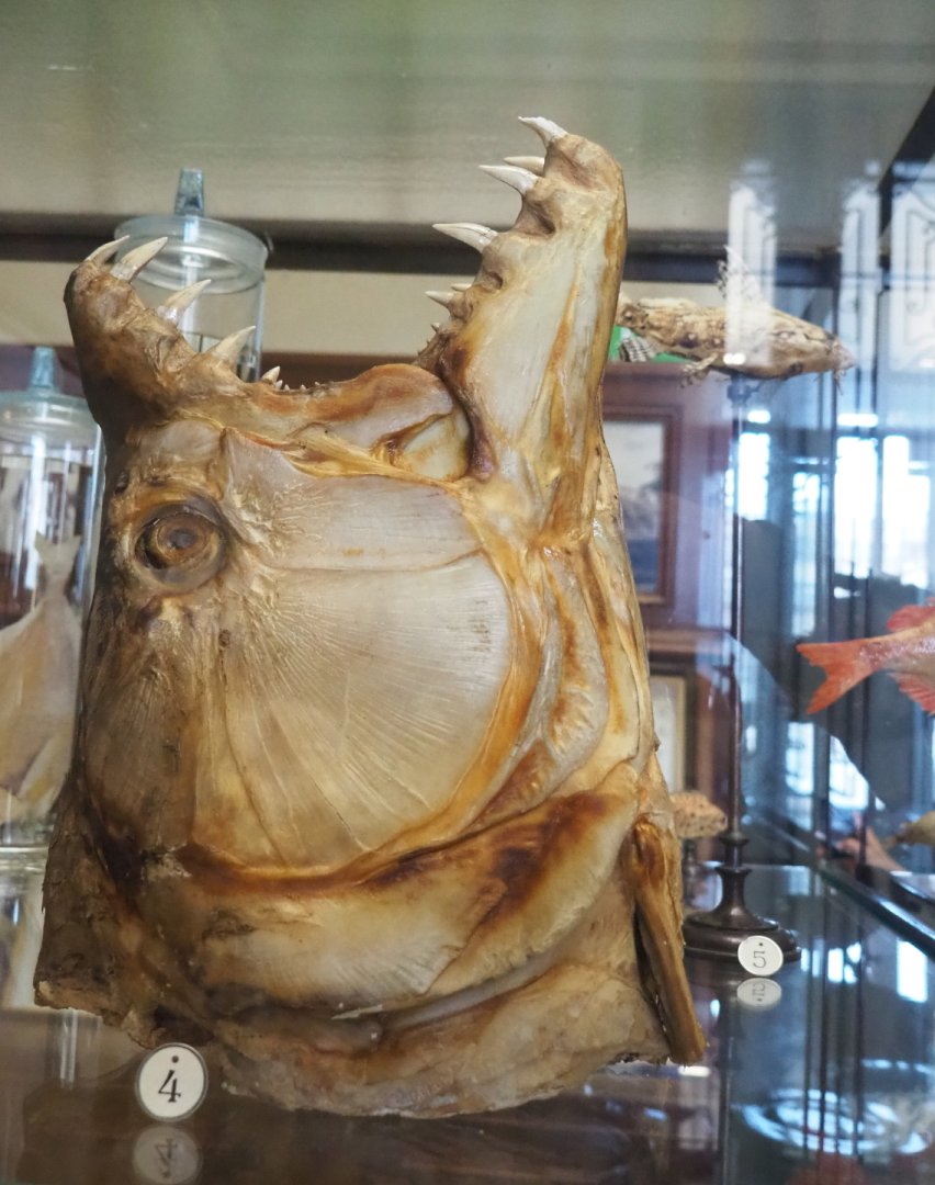 Preserved head of a Goliath tigerfish (Hydrocynus goliath), 2021-10-20