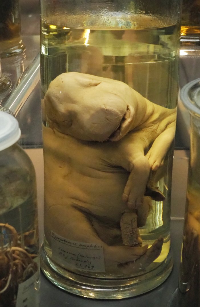 Preserved hippopotamus (Hippopotamus amphibius) fetus, 2021-10-20