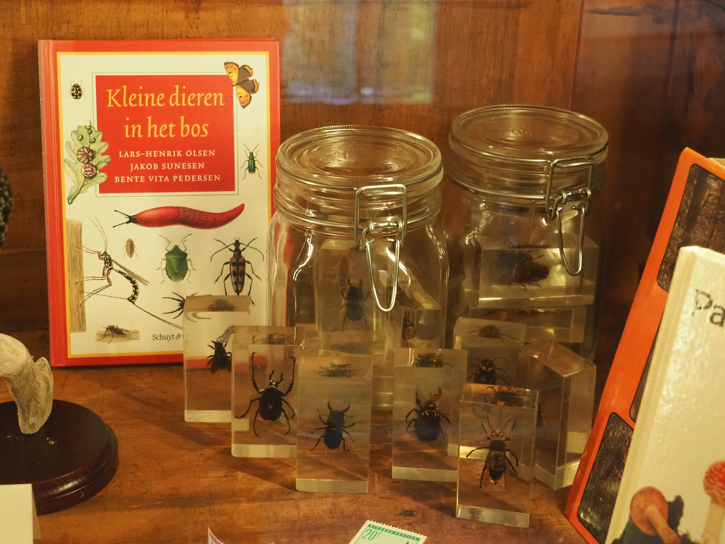 Preserved insects, 2023-09-24