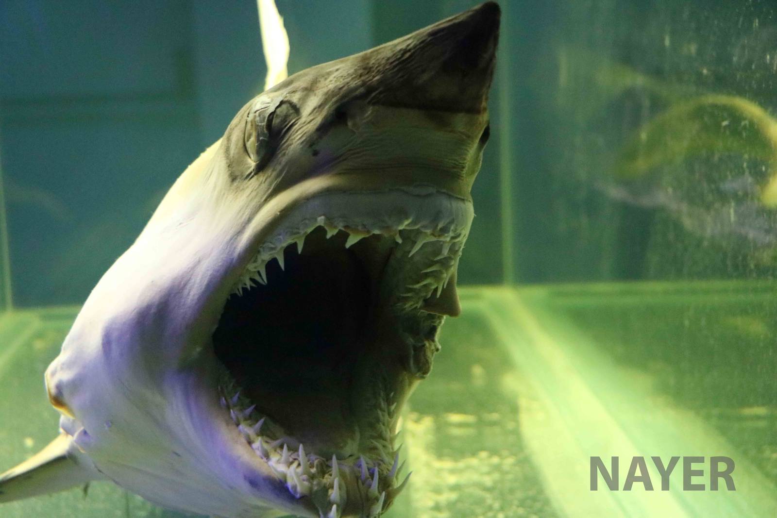 Preserved mako shark, April 2016