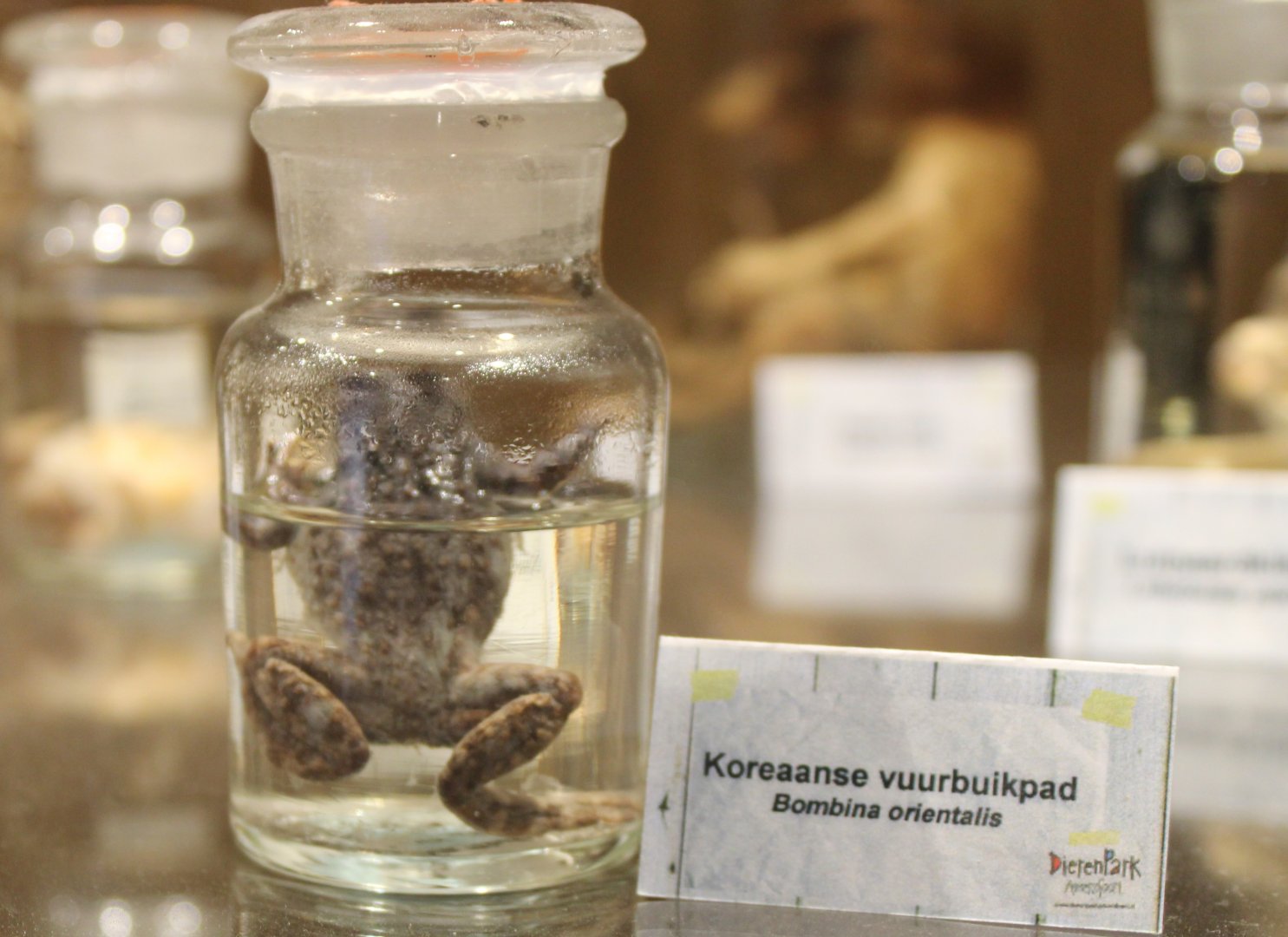 Preserved Oriental fire-bellied toad