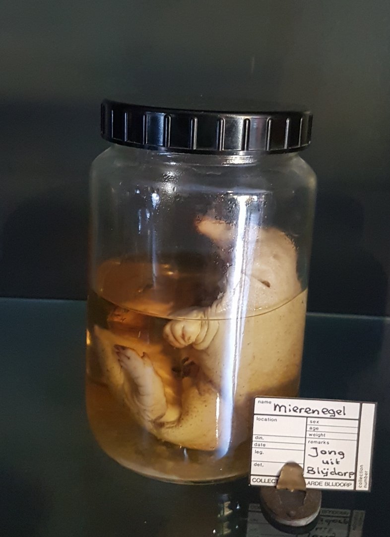 Preserved puggle Short-beaked echidna