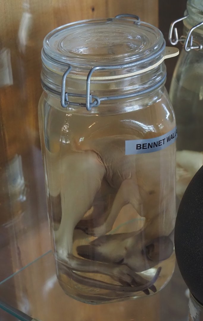 Preserved Red-necked wallaby (Notamacropus rufogriseus) joey, 2024-05-11