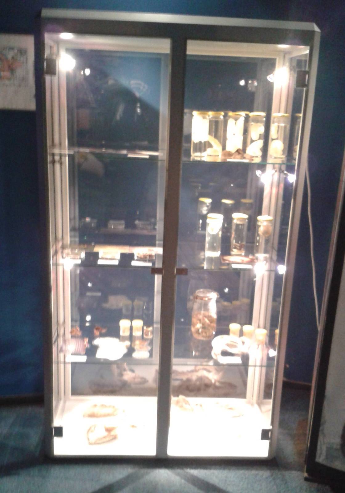 Preserved sea-creatures