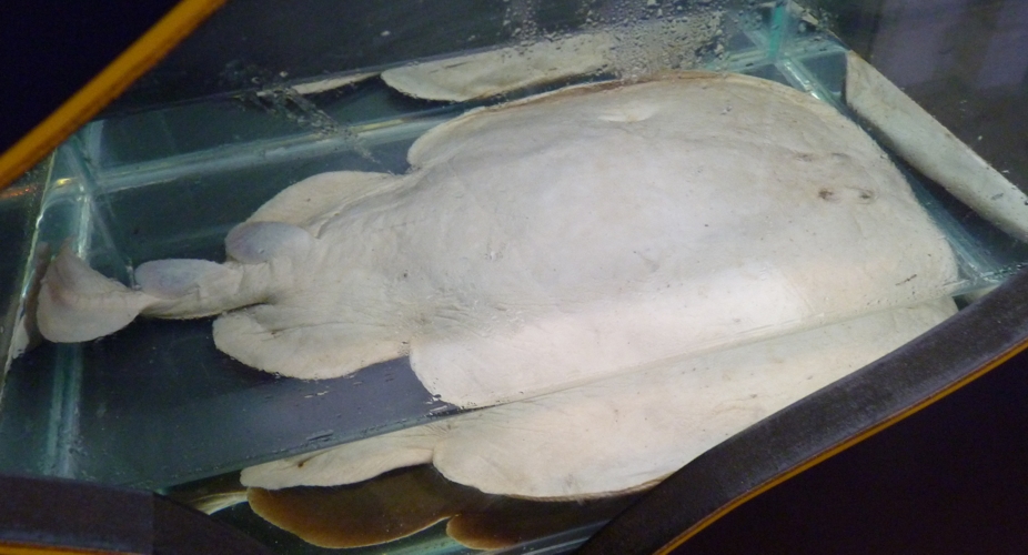 Preserved specimen of Marbled electric ray (Torpedo marmorata)