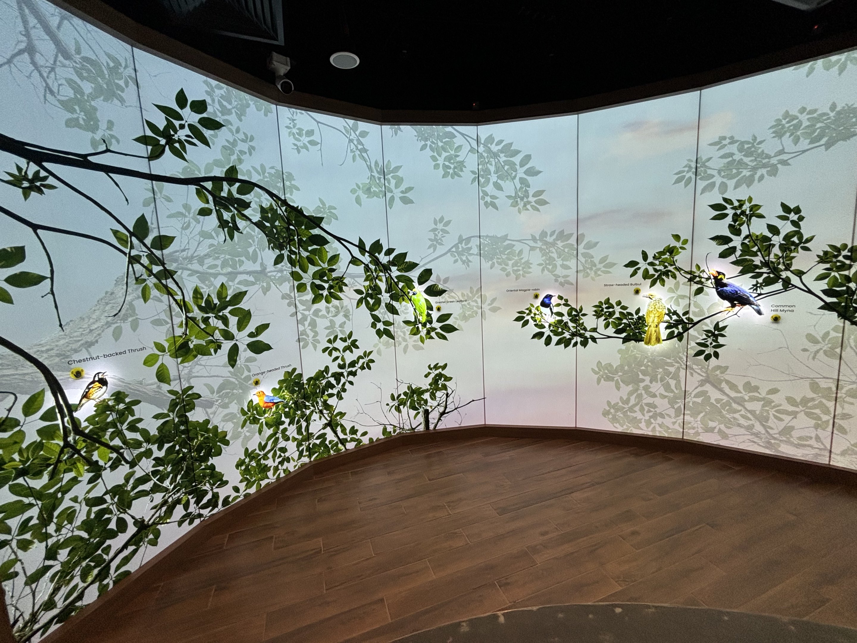 Press buttons to hear bird songs