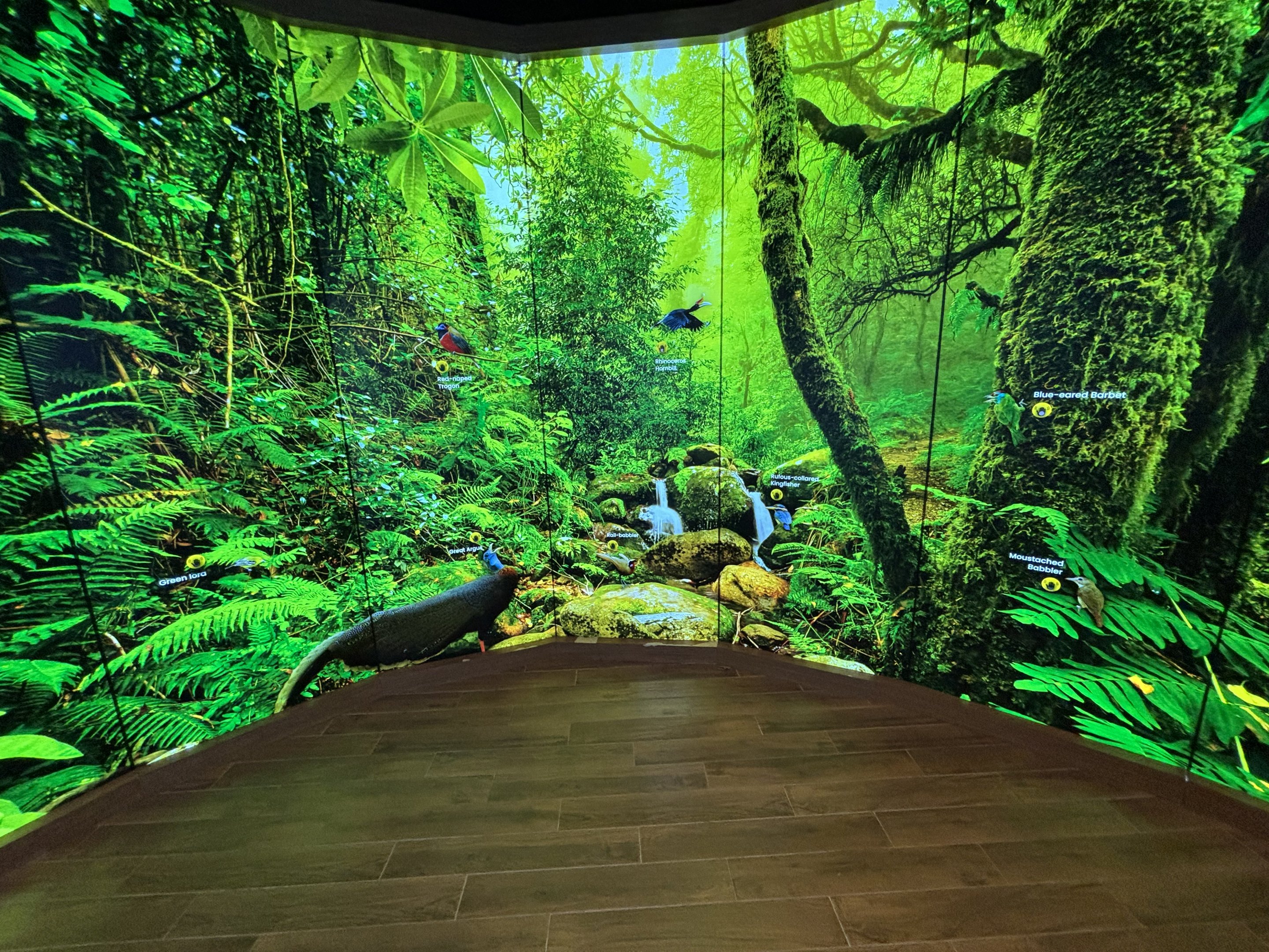 Press buttons to hear bird songs