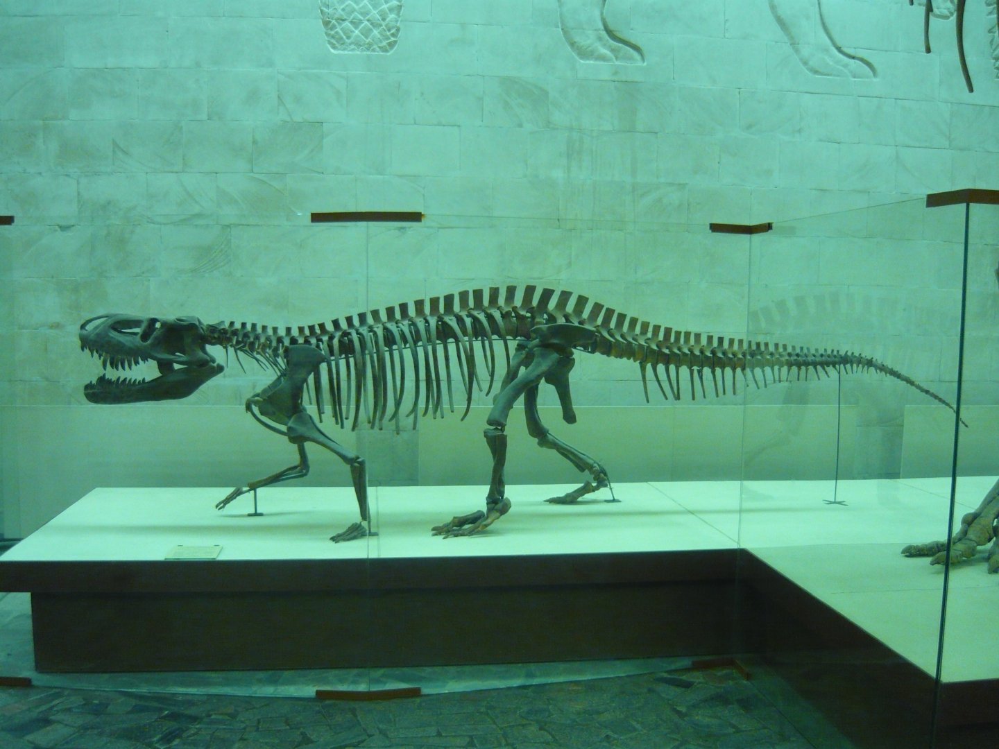 Prestosuchus chiniquensis skeleton (model)