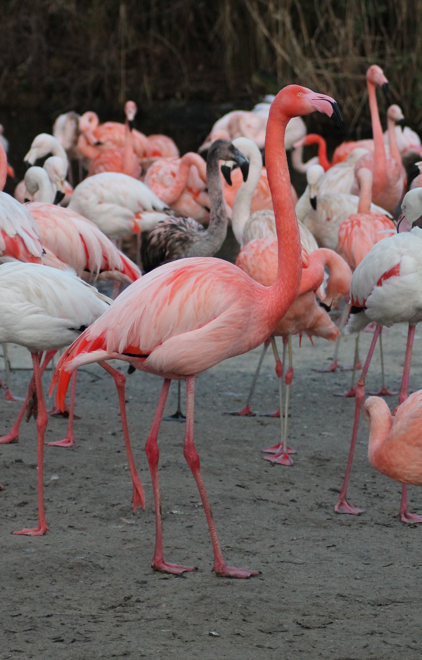 Presumable Caribbean x Greater - "Afrika Sambesi"