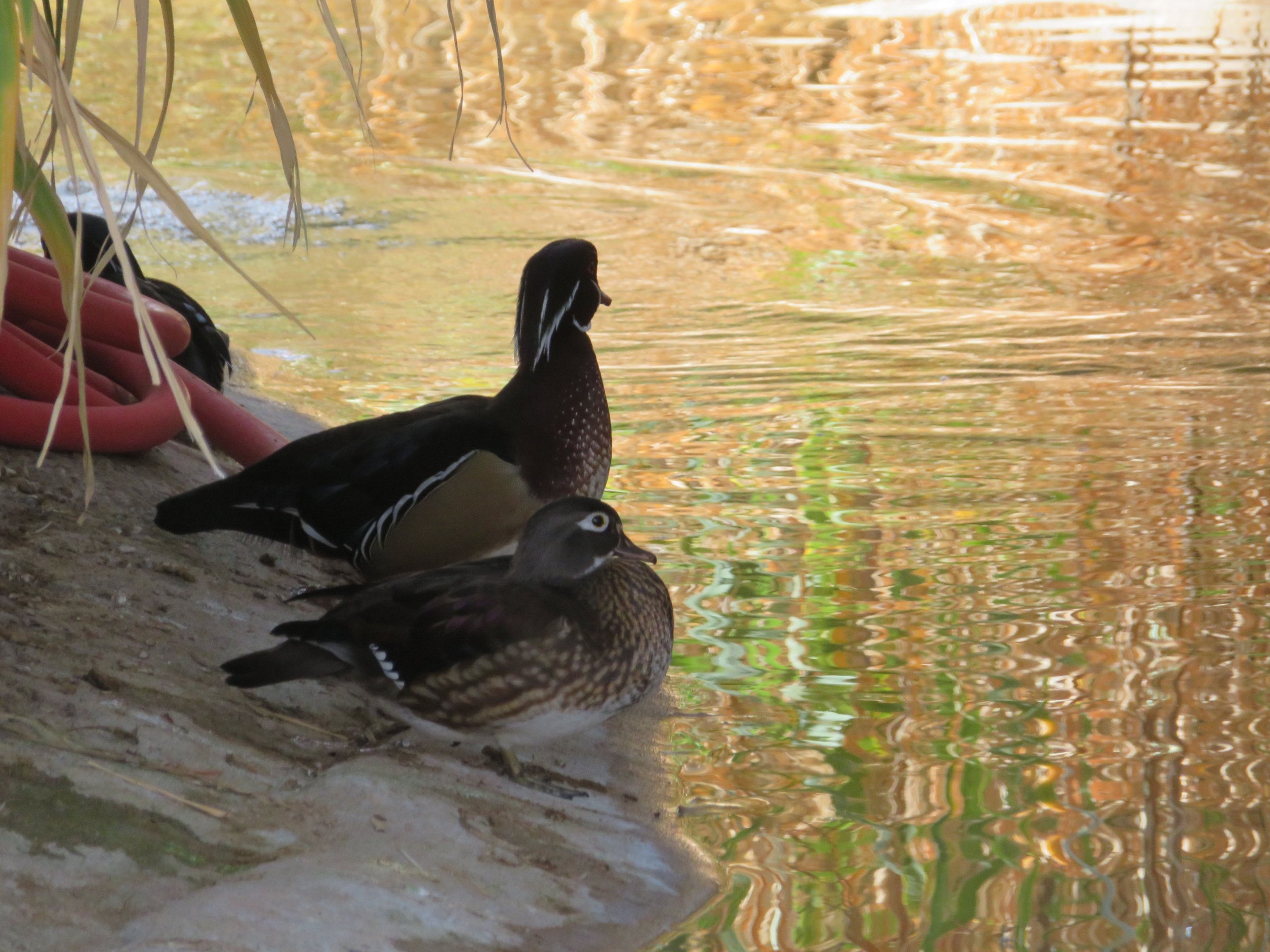 (Presumably) Wild Wood Ducks